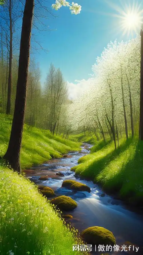 漫步于春天的森林|大自然_网易订阅