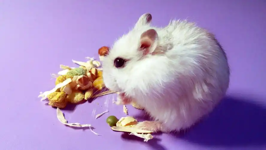 可爱仓鼠高清壁纸