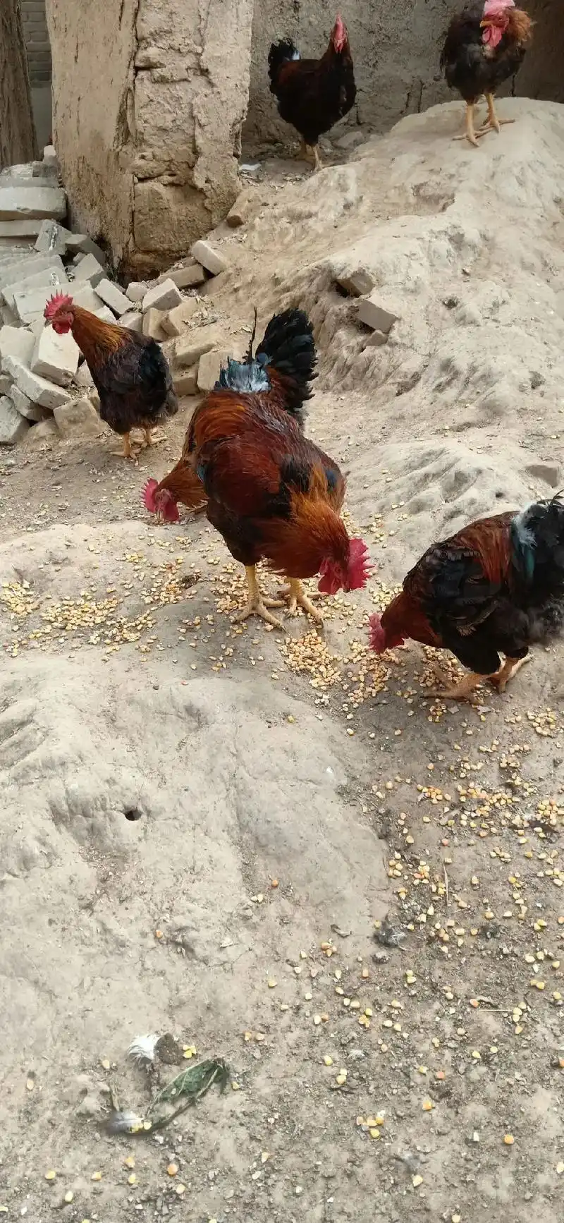 感谢新老客户的信任于支持,散养的无公害公鸡和母鸡正在热买中, - 抖