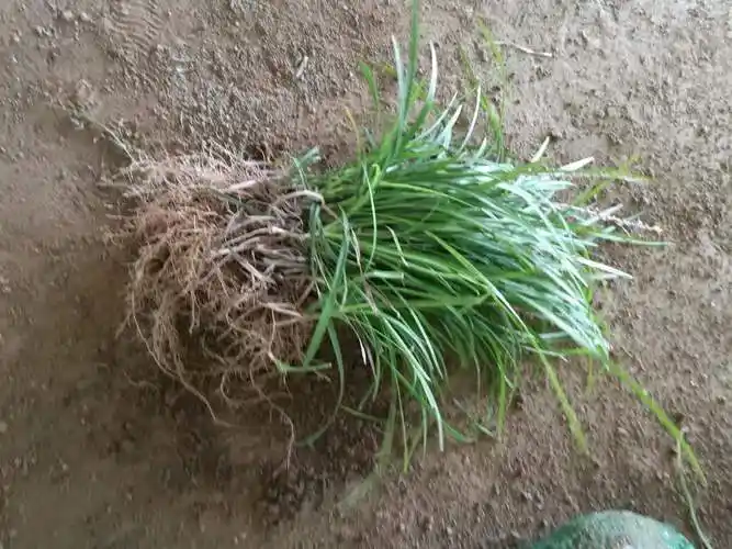 水麦冬属, a href="#" data-lemmaid="5370984">水麦冬科 /a>,约1种