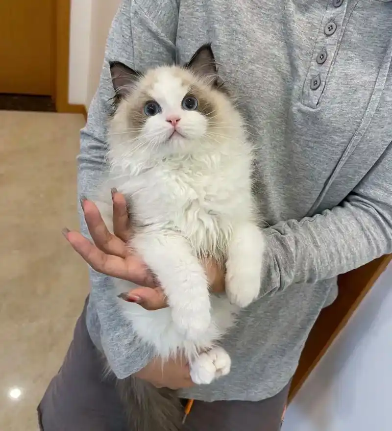 苏州布偶猫找领养.