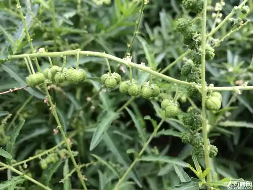 近看珍珠透骨草.