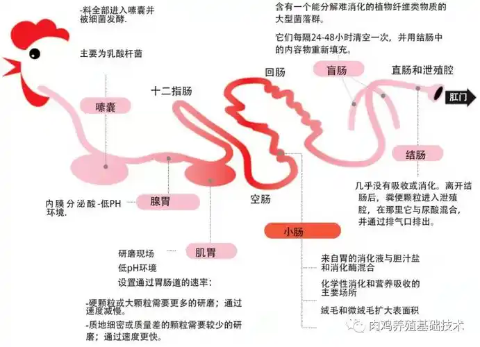 消化系统了解肉鸡的肠道