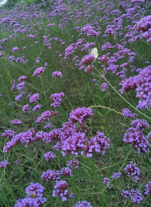 紫盈盈的梦----马鞭草