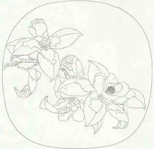 【中国画】山茶花白描画法_深圳本原美术_零二七艺考