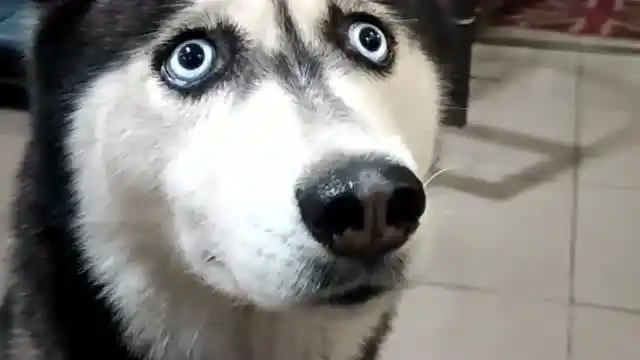 二哈眼神为何这样,铲屎官无语,太搞笑了