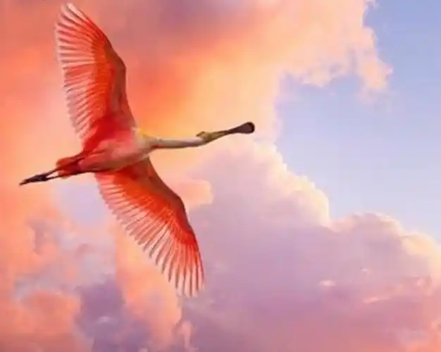 红鸾,天喜入命有哪些 吉庆喜事