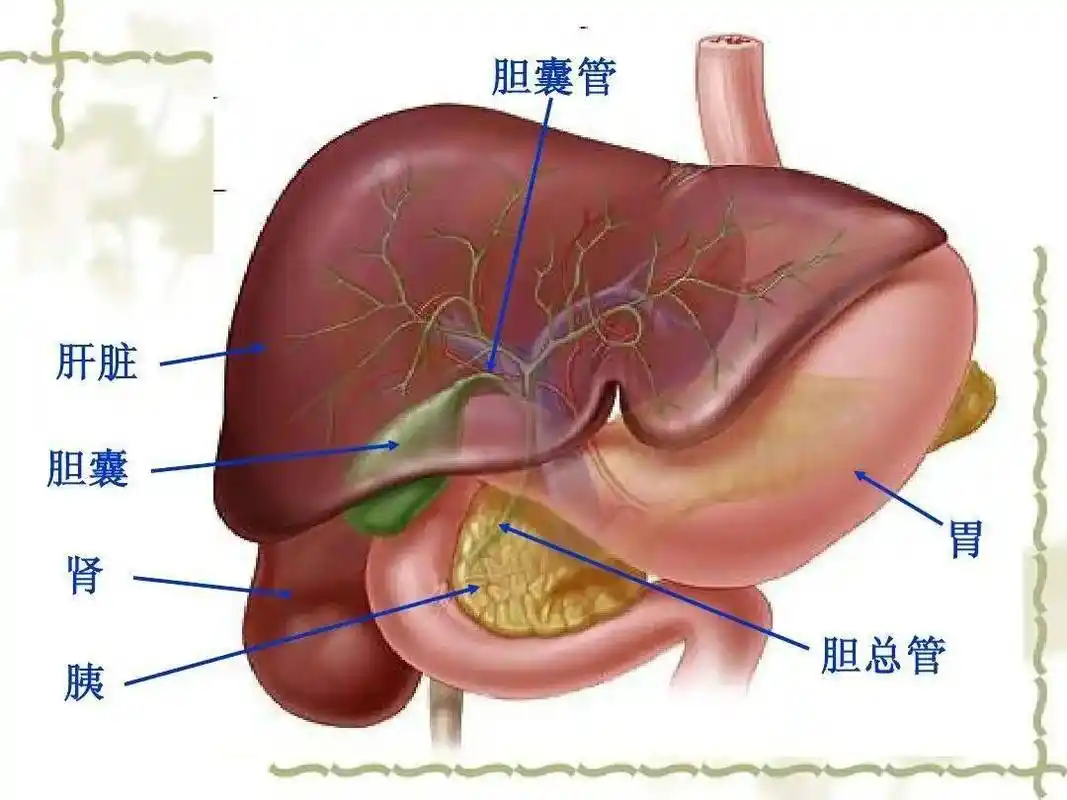 胆囊健康日胆囊结石发作保胆还是一切了之
