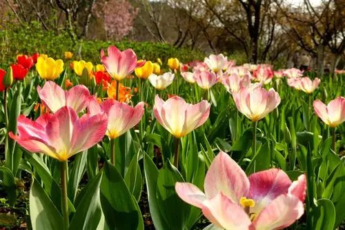 我爱春天!我爱美景!我爱这美丽的大自然!