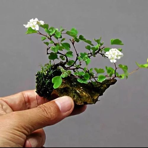 中华绣线菊,珍珠梅,珍珠绣线菊 绣线菊矮化20年精品盆景素材桩