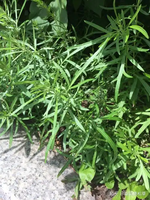 大庆野地植物70野艾蒿