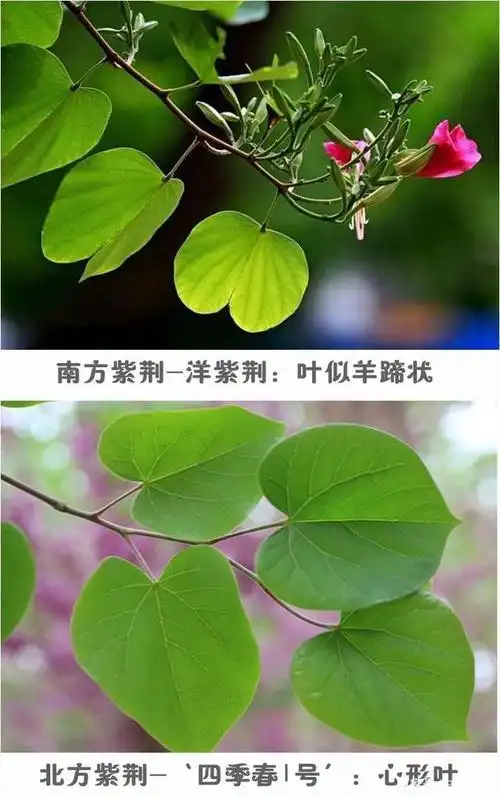 用3张照片,分清南北紫荆的不同