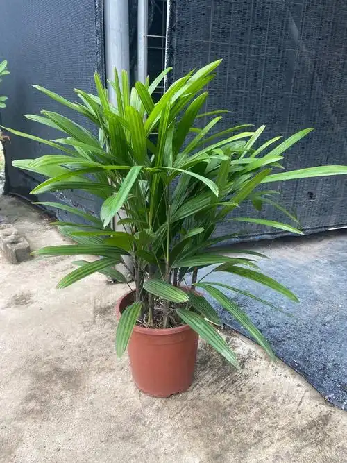 【送货上门】大叶棕竹盆栽中大型室内外观叶植物客厅卧室办公室除甲醛