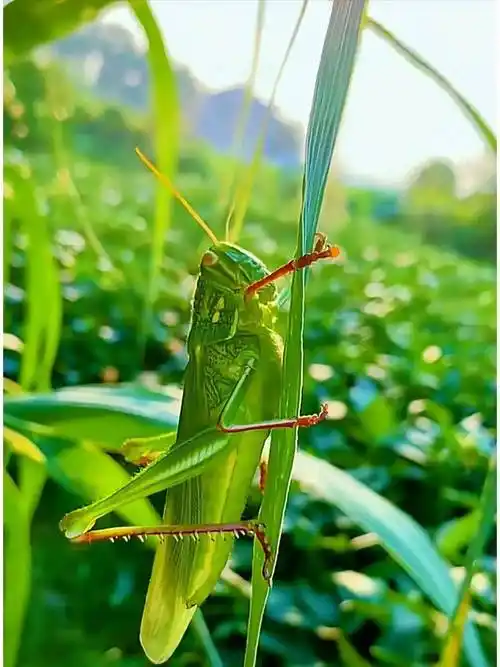 蚂蚱吃什么能养活