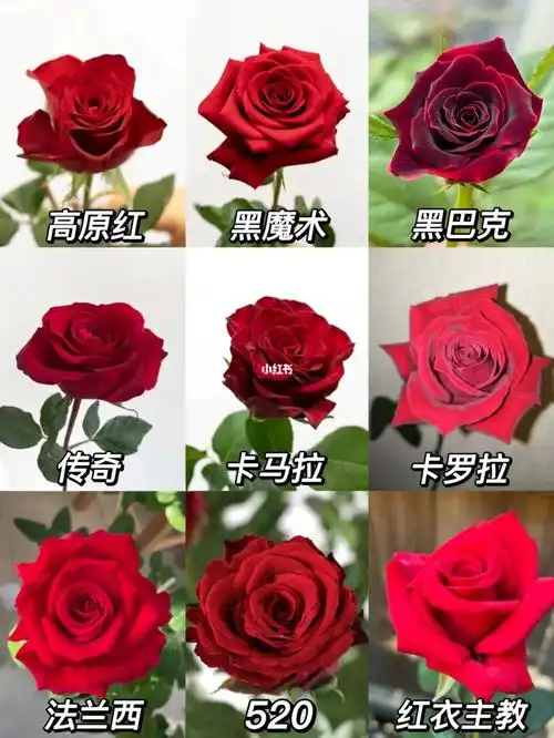 花材分享20种花艺常用的红玫瑰