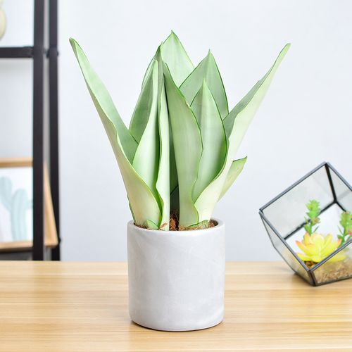 白玉虎皮兰桌面小盆栽水培花卉植物吸甲醛净化空气办公桌室内绿植