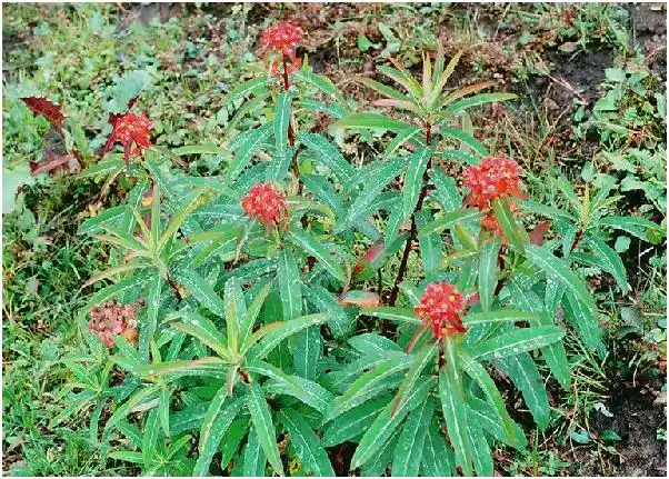 民间止痒草药图片 止痒草药图片中草药-图片大观-奇异网