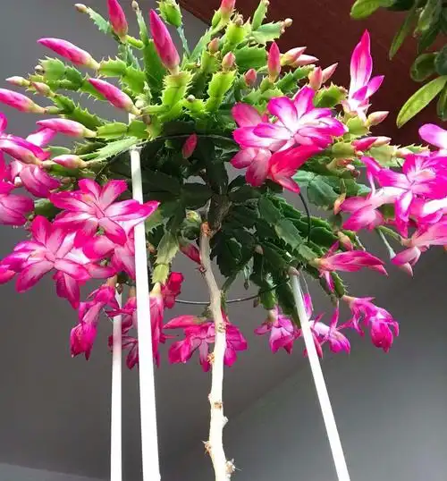 蟹爪兰花败了马上做3件事新叶嗖嗖冒