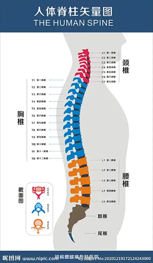 高清脊椎脊柱矢量图展板