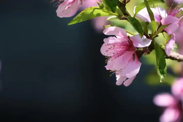 春光里,那些明媚的花儿