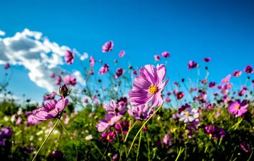 内蒙古高原美丽的格桑花