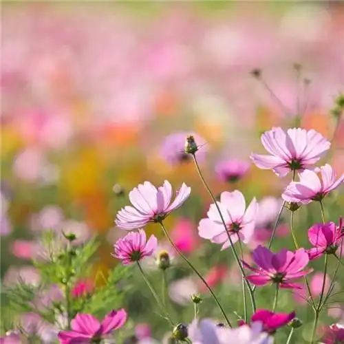 唯美格桑花头像图片