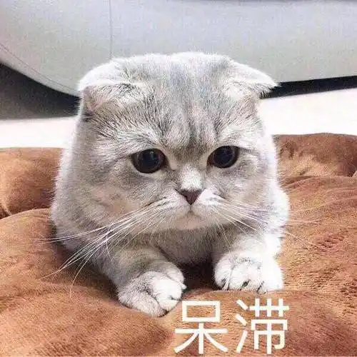 萌宠gif喵星人gif呆滞gif愣住了gif呆萌gif逗gif