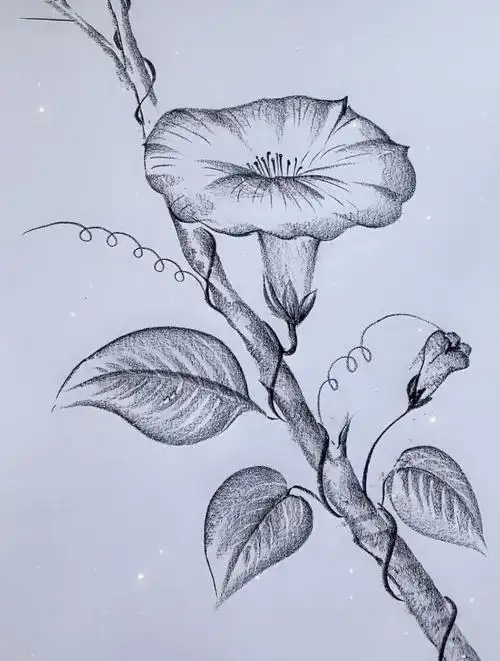 一支笔画画:简单画牵牛花