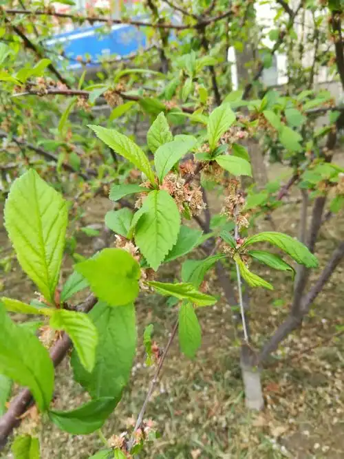 这是榆叶梅,前几天长满了花,今天这样了,来年再见!