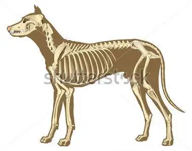 浏览 动物& 野生动物 与犬科的骨架骨头 x 射线