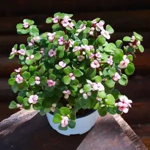 金枝玉叶盆栽花卉绿植植物室内净化空气带花苞观花