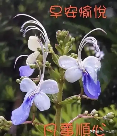 周一短信周一超暖心的早上好问候祝福语动态图片最美早上好祝福语短信