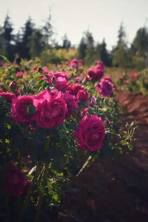 四月的云南大学,无边的玫瑰花海
