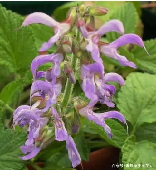 草本植物——丹参