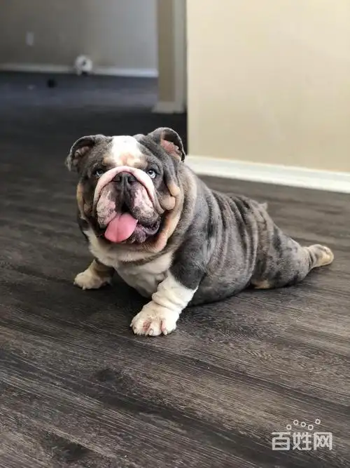 【图】- 淄博哪里有英牛幼犬卖,哪里有英斗基地 - 淄博高青狗狗