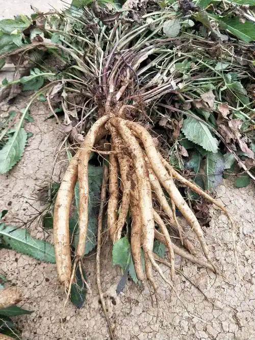 标志证明商标查称号及产品质量技术要求 - 权至尊知识产权官方网站