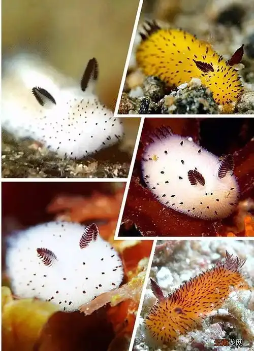 海兔是什么?是雌雄一体的吗?有什么营养价值?