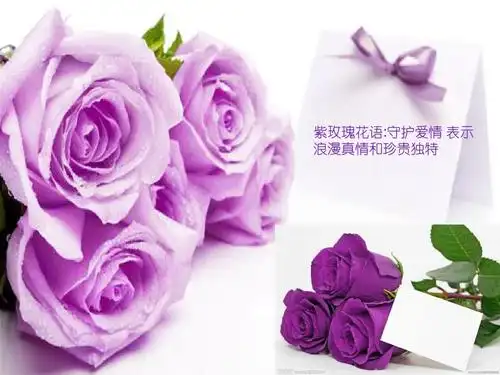 紫玫瑰花语:守护爱情 表示 浪漫真情和珍贵独特