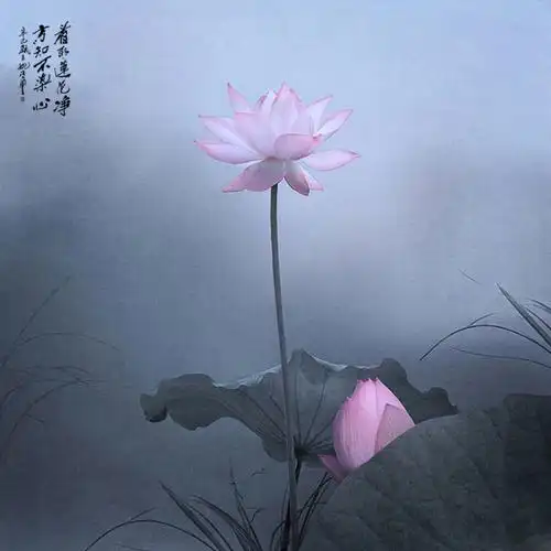 净化心灵的图片