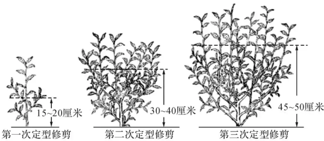 幼龄茶树的第一次定型修剪,其高度和枝条粗度,对以后分枝强弱,多少
