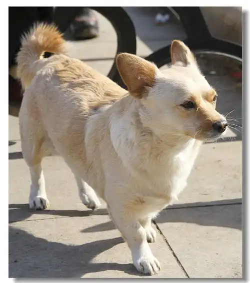 街上拍的小笨狗