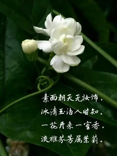 茉莉花 素面朝天无妆饰, 冰清玉洁人皆知. 一花开来满室香
