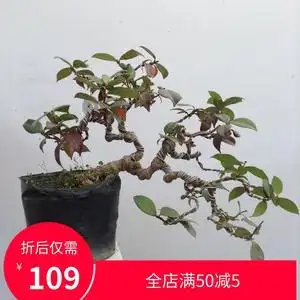 络石盆景(盘龙桂)·实物一物一拍,按图发货.庭院阳台花卉绿植