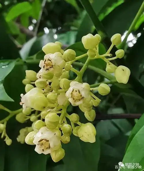 11,樟树,樟科樟属▼