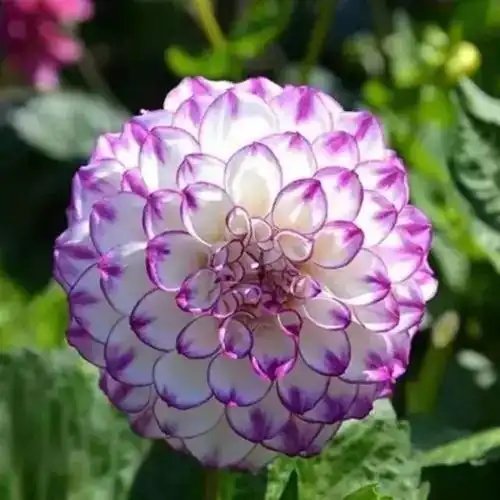 同时花色花形誉名繁多,丰富多彩,是世界名花之一