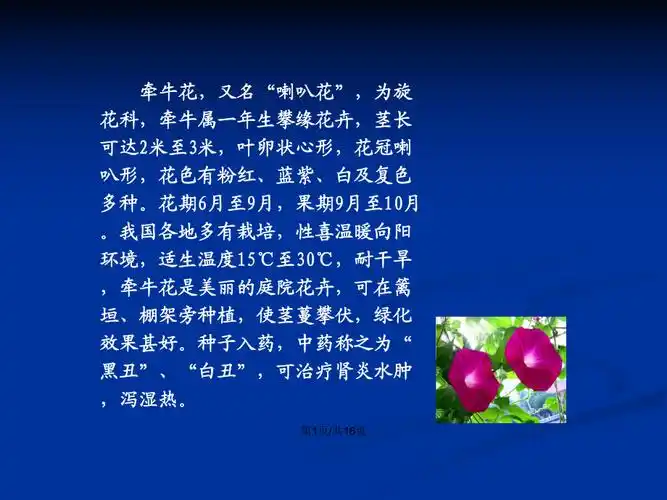 喇叭花解析ppt学习教案