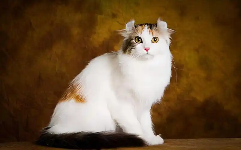 【美国卷耳猫品相知多少】品相鉴定简易步骤教学一,品