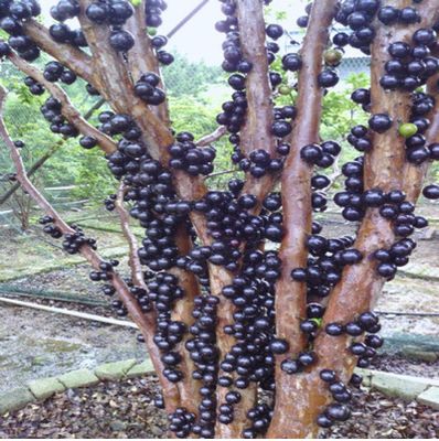 嘉宝果树嫁接苗嘉宝果南方种植树葡萄苗名贵果树果苗多宝加宝带果