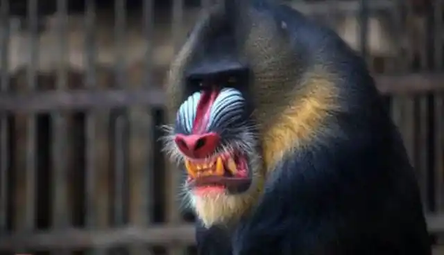 世界上最凶的猴子,长着一副"鬼脸",花豹和狮子都拿它没办法!