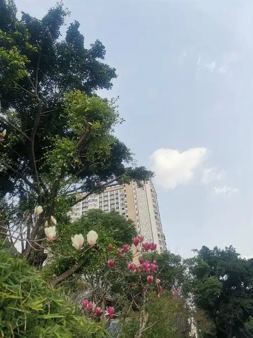 阳光明媚的午后,路遇春天的甜美和浪漫